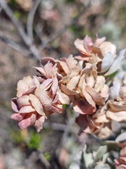 Atriplex nummularia