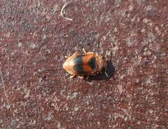 Coccidula scutellata