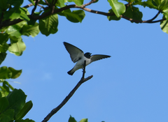 Artamus leucorynchus