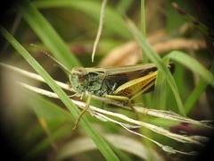 Omocestus viridulus