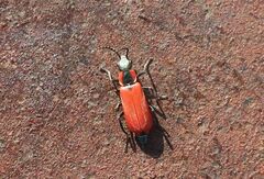 Anthocomus rufus