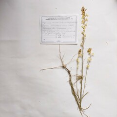 Erysimum canum