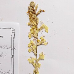 Erysimum canum