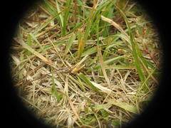 Chorthippus apricarius