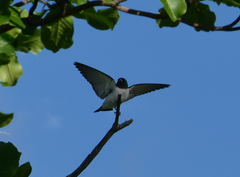 Artamus leucorynchus