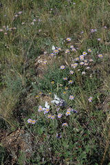 Aporia crataegi