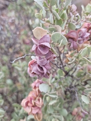 Atriplex nummularia