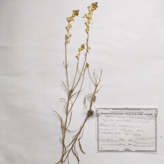 Erysimum canum