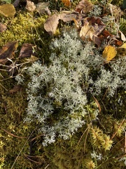 Cladonia rangiferina