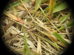 Chorthippus apricarius