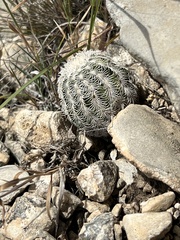 Echinocereus reichenbachii caespitosus