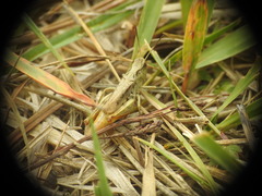 Chorthippus apricarius