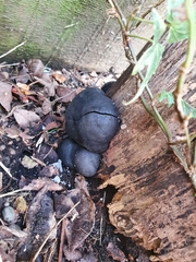 Daldinia concentrica