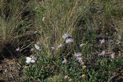 Aporia crataegi