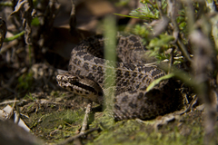 Crotalus triseriatus