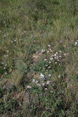 Aporia crataegi