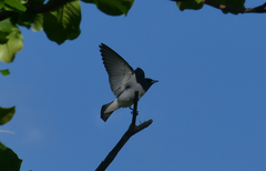 Artamus leucorynchus