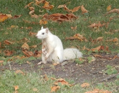 Sciurus carolinensis