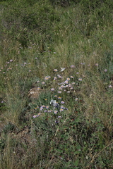 Aporia crataegi