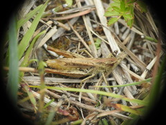 Chorthippus apricarius