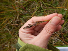 Carex bigelowii arctisibirica