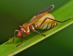 Pyrrhocoridae