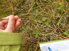 Carex bigelowii arctisibirica