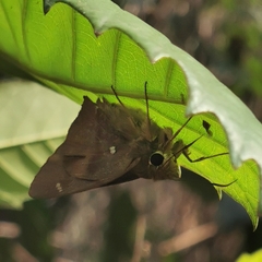 Hasora anura