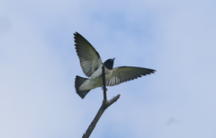 Artamus leucorynchus