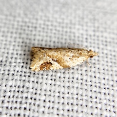 Euphona euphona