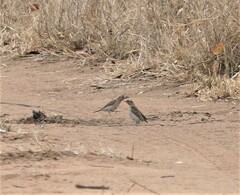 Gymnoris superciliaris