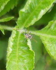 Myrmecia nigrocincta