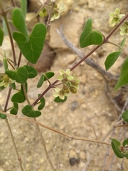 Philibertia candolleana