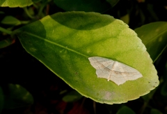 Scopula imitaria