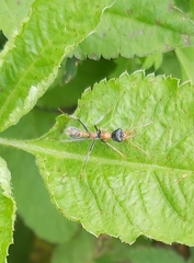 Myrmecia nigrocincta
