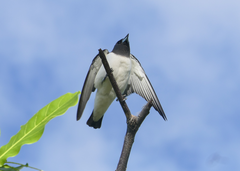 Artamus leucorynchus