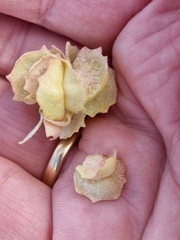 Atriplex nummularia
