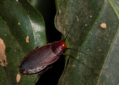 Oxyhaloa deusta