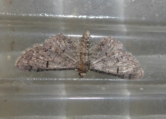 Eupithecia ultimaria