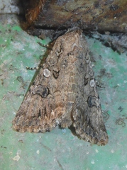 Anarta sodae