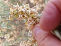 Atriplex nummularia