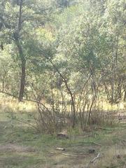 Phillyrea angustifolia