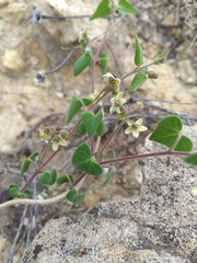 Philibertia candolleana