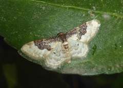Idaea rusticata