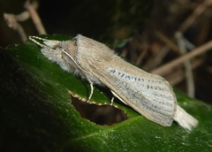 Phragmataecia castaneae