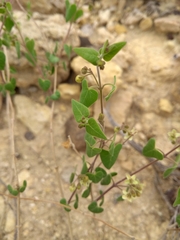 Philibertia candolleana