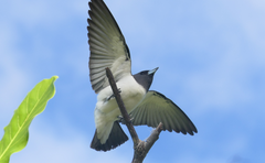 Artamus leucorynchus