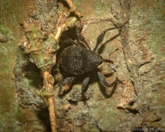 Onidistus araneus