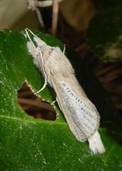 Phragmataecia castaneae