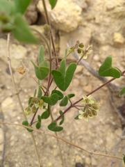 Philibertia candolleana